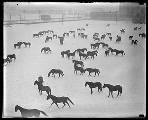 Cavalry horses at Commonwealth Armory frolic in snow