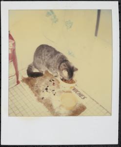 Cat having a snack in the bathroom