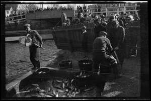 The "herring run," Weymouth, Mass.