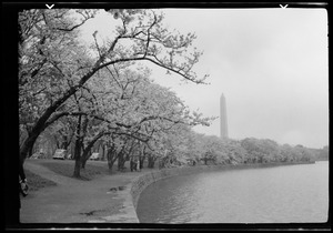 The Washington Monument, Washington, D.C.