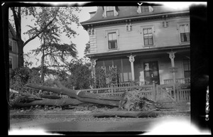 Revere St., Jamaica Plain, after the hurricane