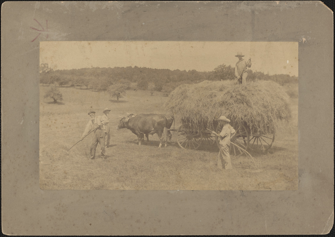 Mr. James Draper et al. gathering hay with an ox-drawn cart