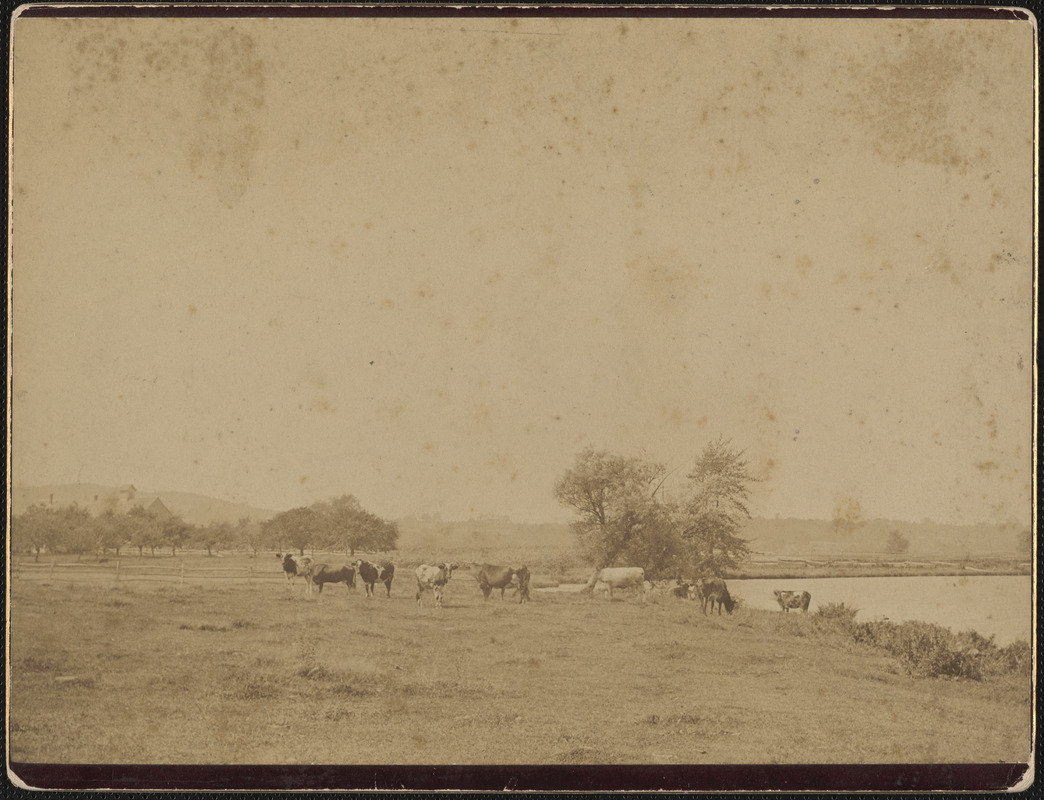 Cattle grazing at Baldwin’s Pond