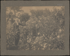 Grandma Abigail Drury Gleason in her flower garden