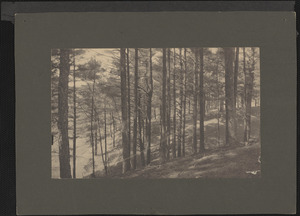 Pines on hillside at Baldwin’s Pond