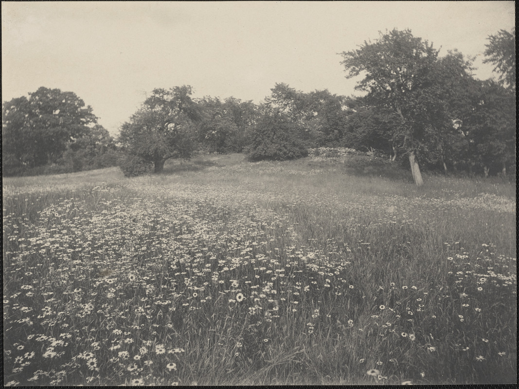 Alfred W. Cutting's field of daisies, orchard and stone wall