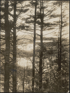 Tall pines overlooking Baldwin’s Pond
