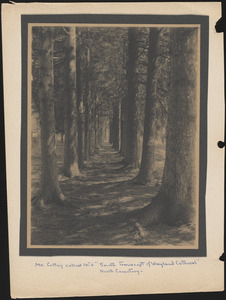 Two parallel rows of trees forming an arch at North Cemetery