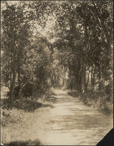 A tree-lined country road in summer