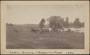 Cattle grazing at Baldwin's Pond
