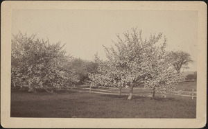 Orchard scene with trees in blossom and wood-rail fence