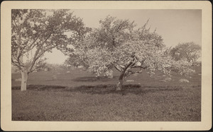 Orchard scene with trees in bloom