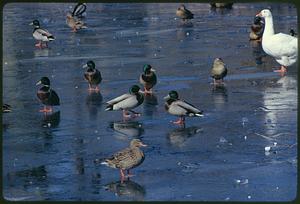 Sandwich, Mass. Birds winter in pollution-free millpond in Sandwich (about 65 miles from Boston on Cape Cod)