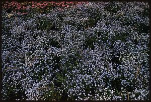 View of forget-me-nots
