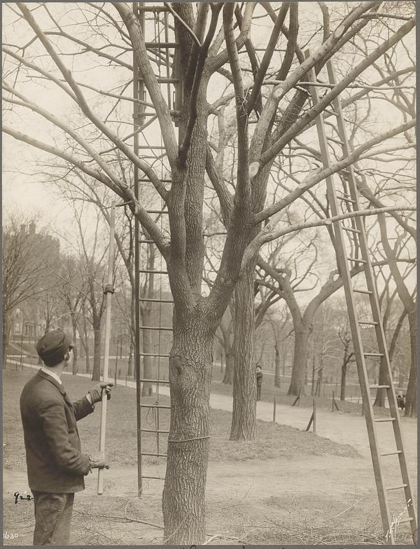 Cutting the moth nests off trees, Boston Common, Boston Digital