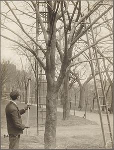 Cutting the moth nests off trees, Boston Common, Boston