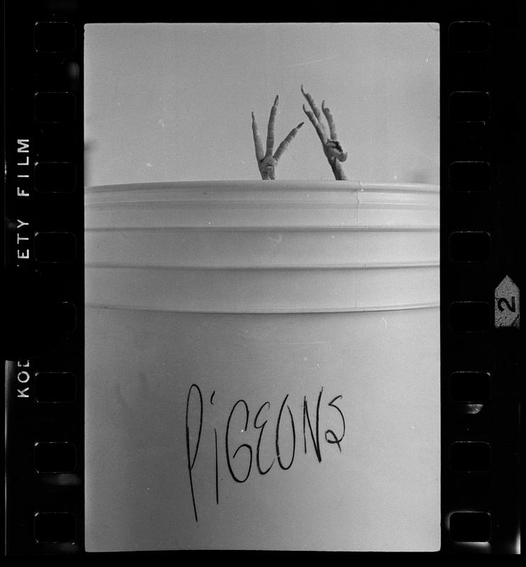 Boston University Biology lab pigeon bucket, Charles River, Boston