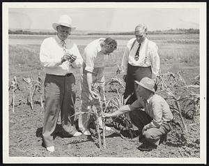 Shown left to right are Gove. Tom Berry, South Dakota; Rexford G. Tugwell, resettlement administrator; Gov. Walter Welford, North Dakota, and J. T. Sarvis, agronomist at the United States field experimental station at Mandan, N.D., as they examined a shriveled cornfield while getting first hand information on the drought situation in the Dakotas.