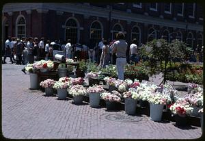 Flowers for sale outside Faneuil Hall