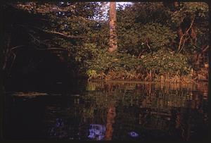 Trees and plants reflected in a body of water