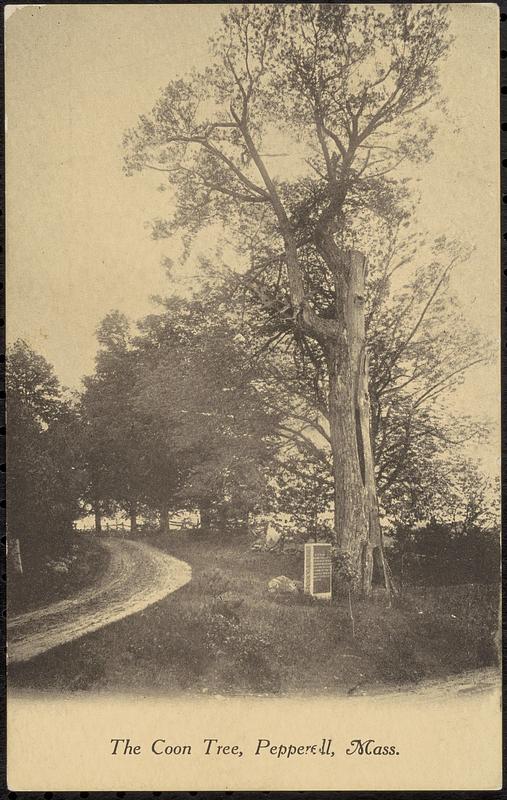 The Coon Tree, Pepperell