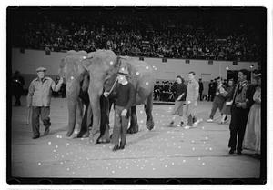 Two elephants