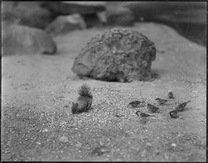 Squirrel and sparrows lunch together, Franklin Park