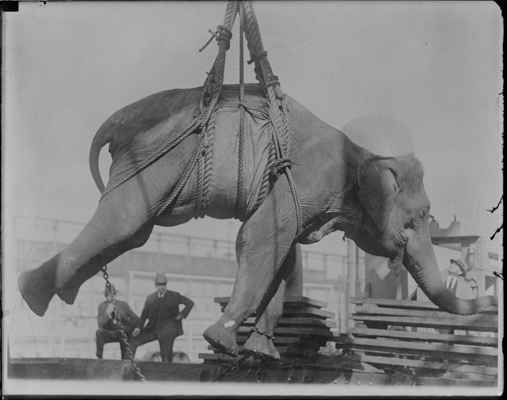 Four ton elephant being unloaded from the SS American Trader at Hoboken.