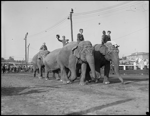 Elephants at Brockton Fair