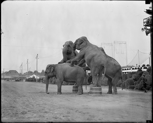 Elephants - Brockton Fair