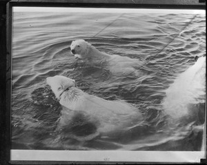 Polar bears weighing 600 lbs. each - brought back from Arctic by Col. William Hayward.