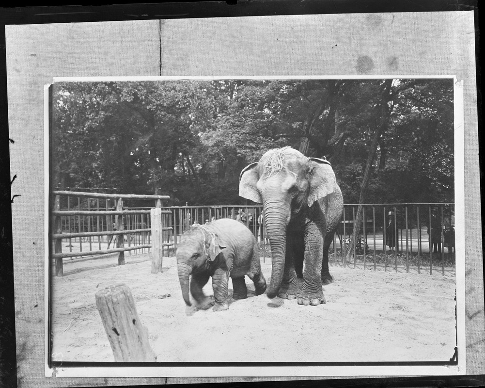 Kalifa - Baby elephant born in September at Berlin Zoo.