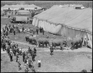Circus days - elephants shine.