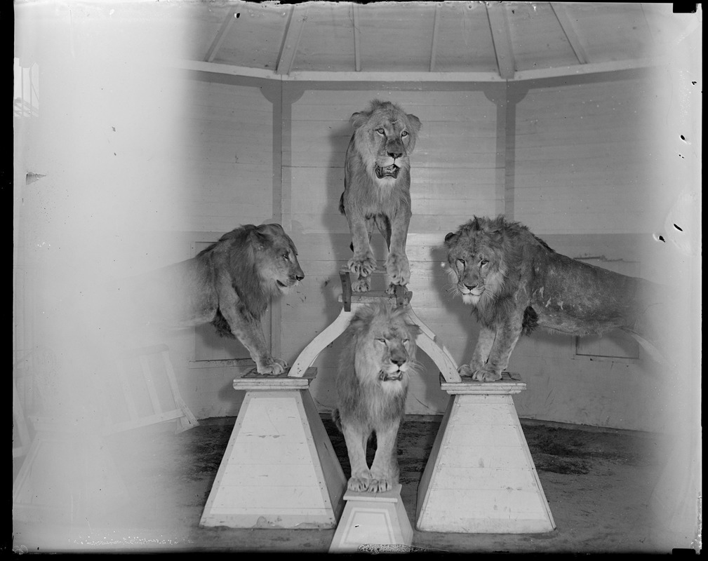 Benson Farm animals N.H. (lions)