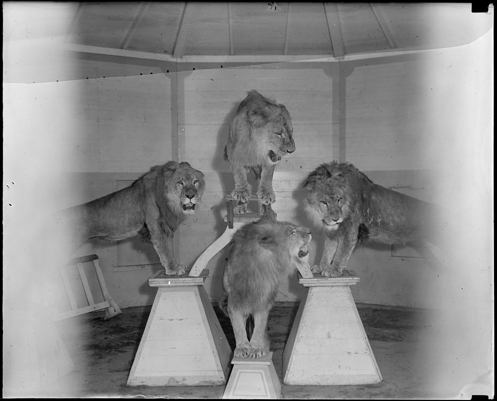 Benson Farm N.H. (lions)