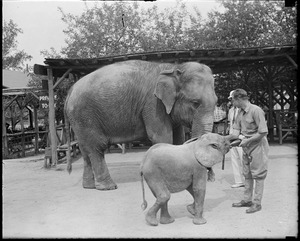 Benson Farm animals N.H. (2 elephants)