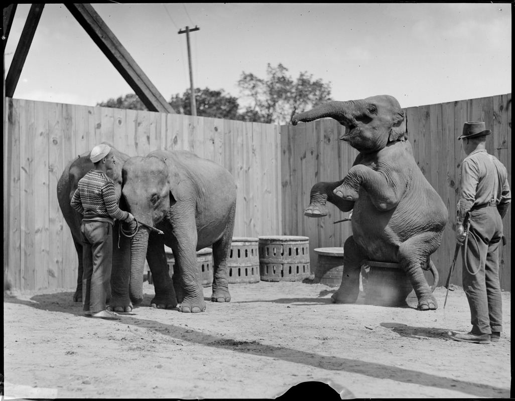 Elephants at Benson's Farm - Nashua, N.H.