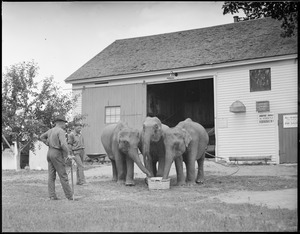 Elephants at Benson's Farm - Nashua, N.H.