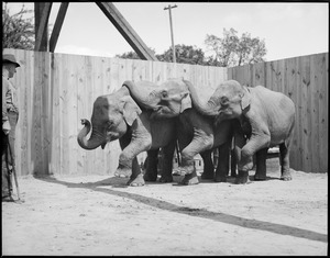 Elephants at Benson's Farm - Nashua, N.H.
