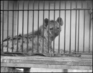 Hyena in a cage at Benson's Farm N.H.