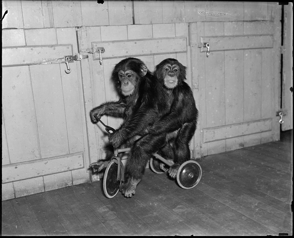 Benson Farm animals N.H. (2 monkeys on tricycle)