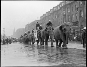 Elephants parade in Boston