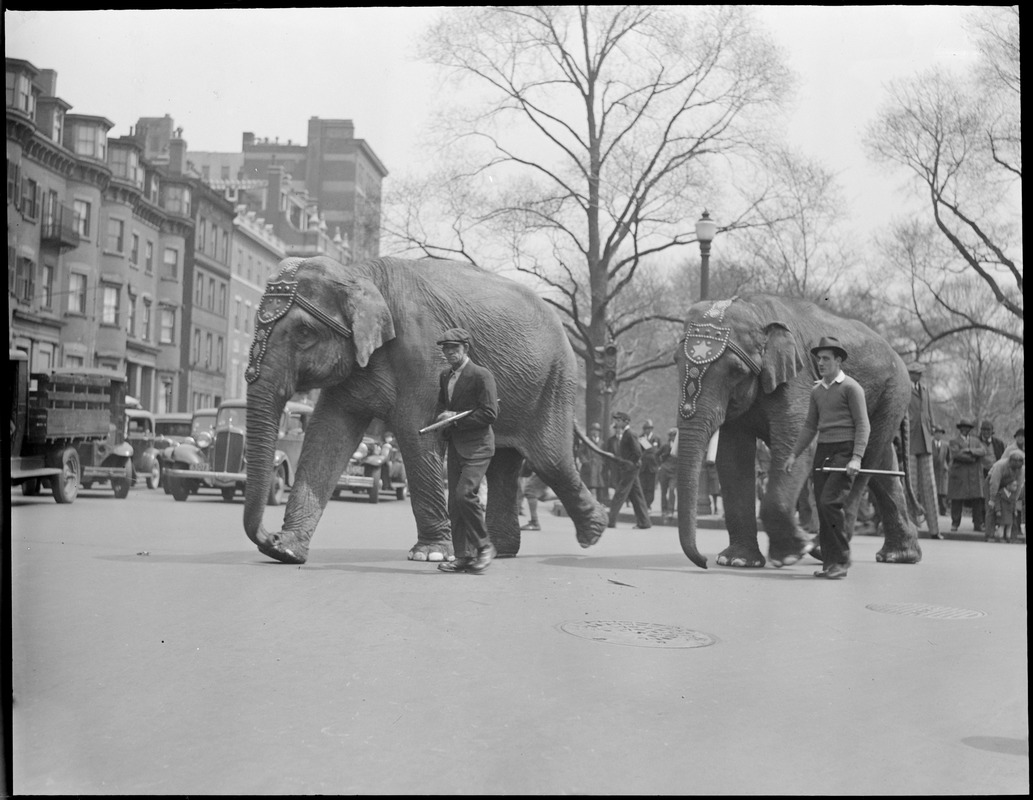 Elephants parade in Boston