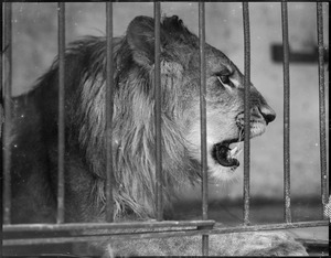 Angry lion in cage