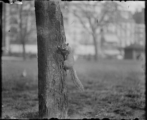 Tame squirrel - Boston Common