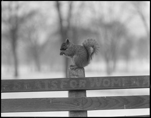 Squirrel - Boston Common