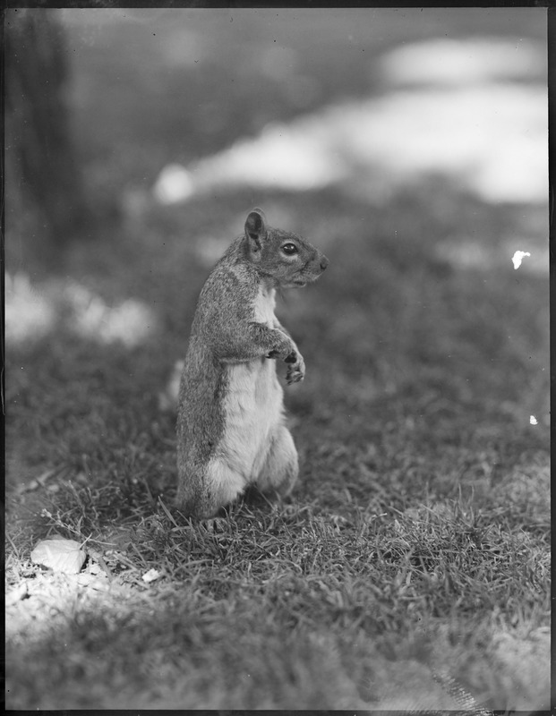 Proud Mr. Squirrel on the Common