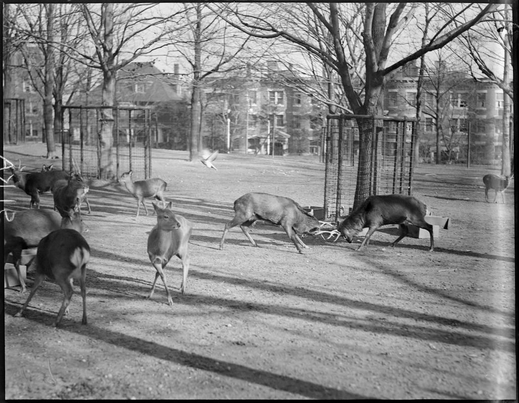 Deer locking horns Digital Commonwealth