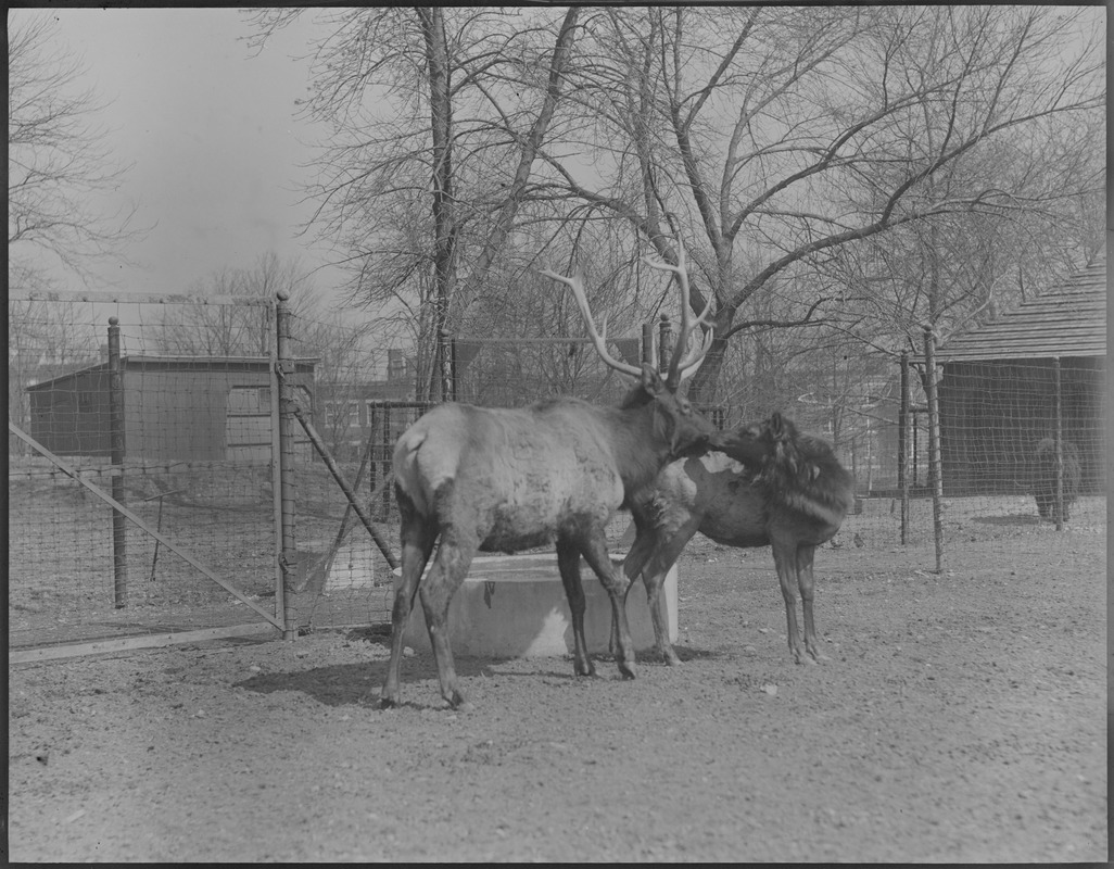 Elk - kissing