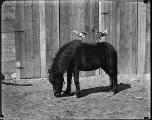 Shetland pony eats while gamecocks stage a battle on his back at Joseph Gangler's home in Brattleboro, VT. Pony is Midge. Roosters are Sunnyjim and Dick.